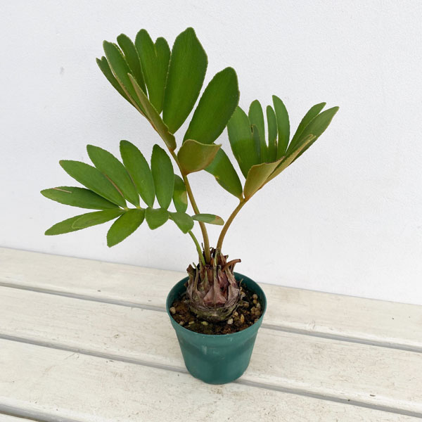 観葉植物/ザミア：フルフラセア 3.5号硬質ポット