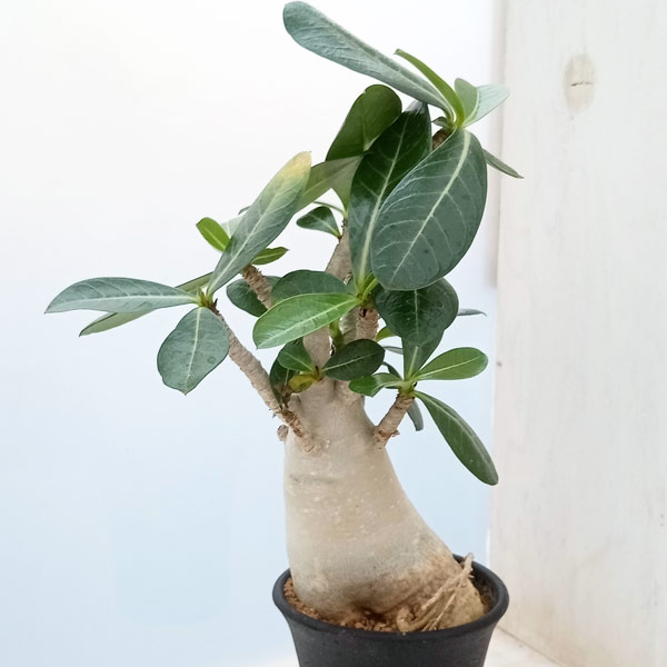 観葉植物/アデニウム：アラビカム2...