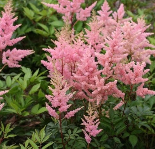 草花の苗/アスチルベ：エリザベス3.5号ポット