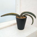 観葉植物/サンセベリア:ハリー(ピンク)斑入り 4号鉢植え23-02
