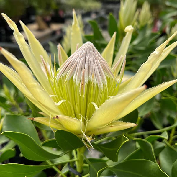 楽天市場】キングプロテア(植木|ガーデニング・農業):花 楽天市場】キングプロテア(植木|ガーデニング・農業):花