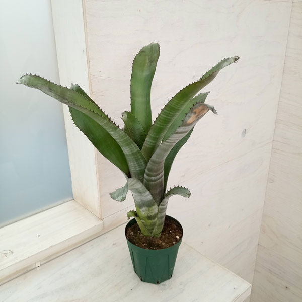 楽天市場】植物 ビルベルギア（花・観葉植物｜花・ガーデン・DIY）の通販