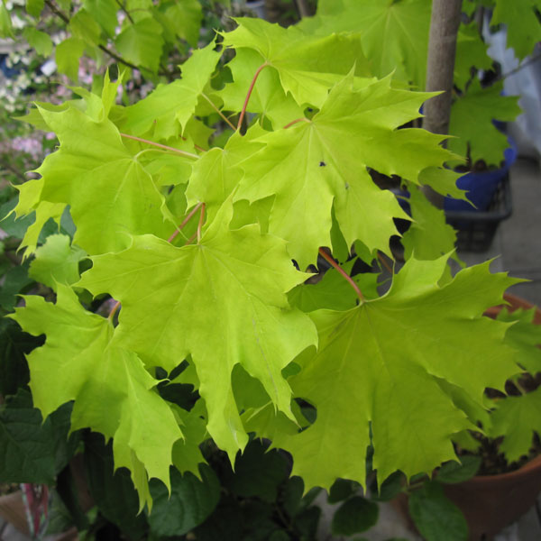 花木 庭木の苗/ノルウェーカエデ：プリンストンゴールド 4号ポット