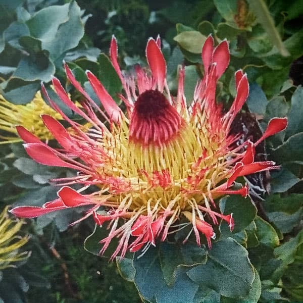 花木 庭木の苗/プロテア：エキシミア　4号鉢植えのサムネイル