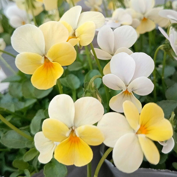 草花の苗/[送料無料]見元園芸さん...