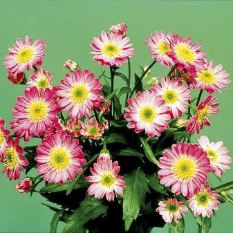 ���������/�ߥ䥳�凉�졧���ͤβ�����3��ݥå���