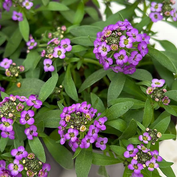 草花の苗/アリッサム：アルール　ディープパープル2.5-3.5号ポット