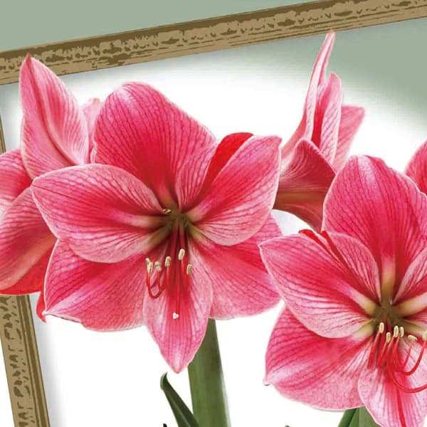 �庬/���ޥ�ꥹ�����㡼�Х� 1������