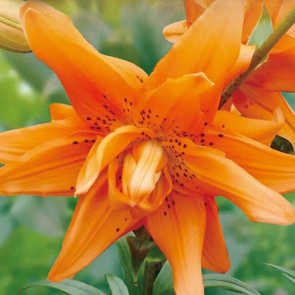 球根/ユリ（八重咲すかし百合）：オランジェリー2球入り 2個セット