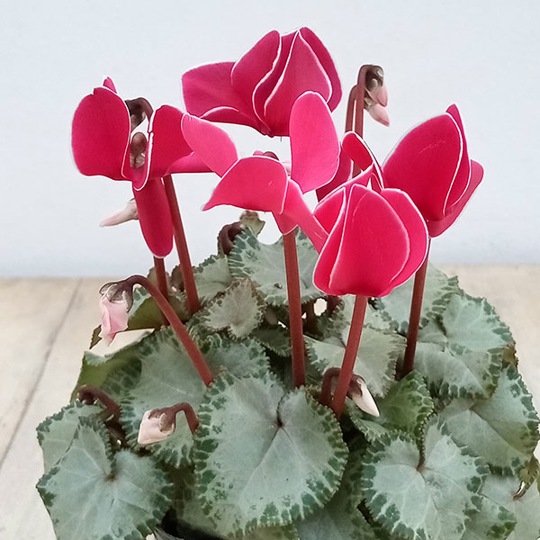 草花の苗/シクラメン：ベインリーフシルバーエッジローズ3号ポット