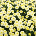 草花の苗/キク（菊）：ガーデンミリオンマム・ヒル2.5号ポット