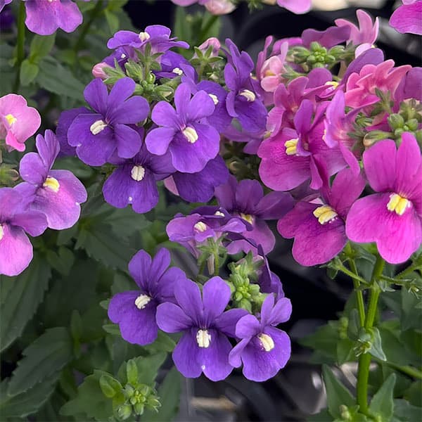 草花の苗/ネメシア：アレンジディー...