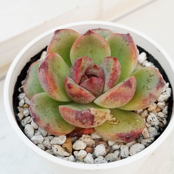 観葉植物/エケベリア：ブラッククリスタルローズ　2号ポットのサムネイル