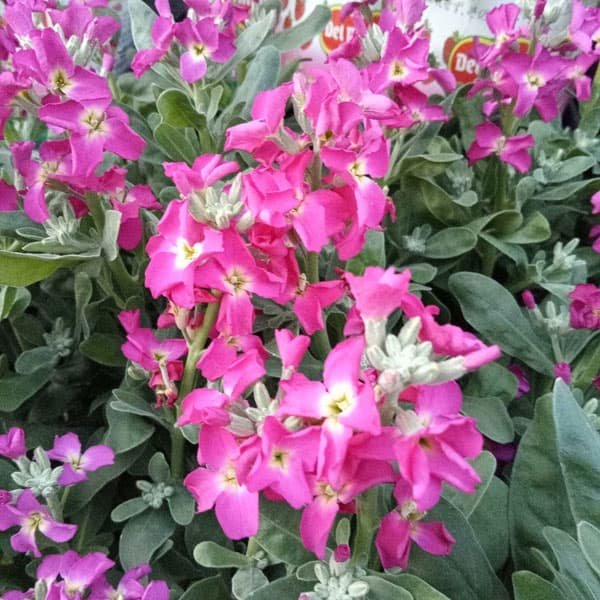 草花の苗/ストック：ベイビー　ピンク一重3.5号ポット 2株セット