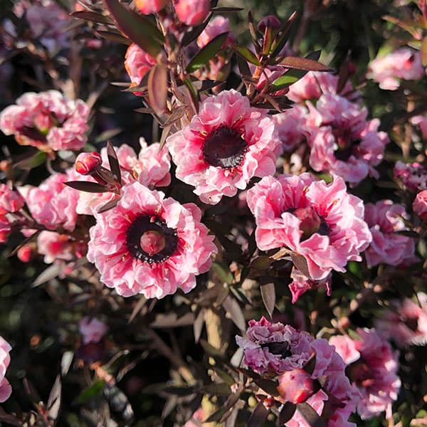 ���� ���ڤ���/�����奦�Х����饤�ȥԥ�Ȭ��3.5��ݥå� 2�����å�