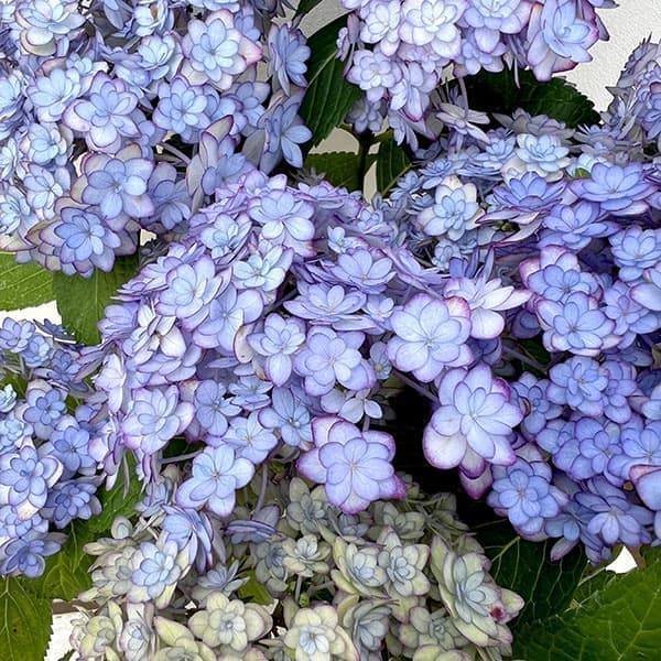 花木 庭木の苗/アジサイ：ひな祭りルナ3-3.5号ポット