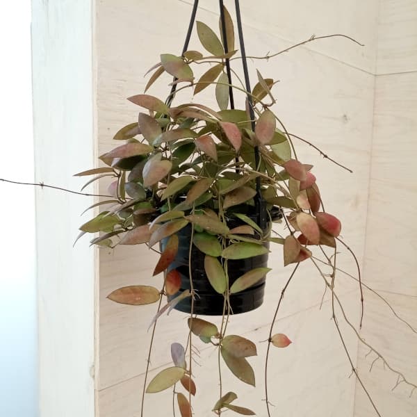 ホヤ 観葉植物/ホヤ：シギラティス　リバー　4号吊り鉢