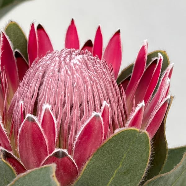 花木 庭木の苗/[ザ・ファームセレクト]プロテア：ピンクプリンセス　7号鉢植え24-01