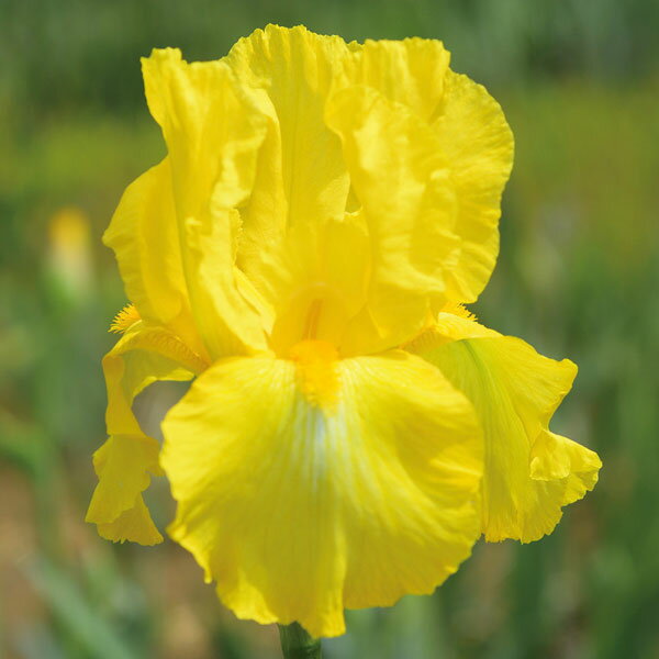 草花の苗/ジャーマンアイリス：黄鶴 地堀苗