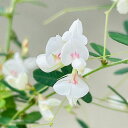 花木 庭木の苗/ハギ(萩):マキエハギ4号ポット