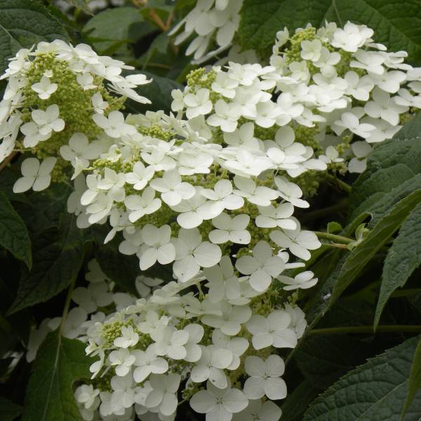 花木庭木の苗/カシワバアジサイ：バ...