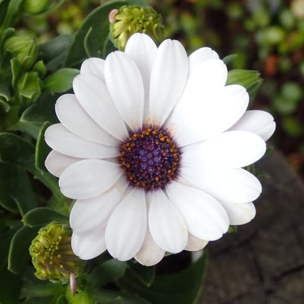 オステオスペルマム：セレニティ　ラベンダーフロスト5号鉢植え*のサムネイル