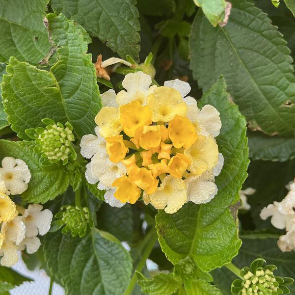 楽天市場】ランタナ（花の苗物｜苗物）：ガーデニング・農業<花