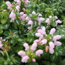 草花の苗/ラミウム：ピンクパール2.5号ポット