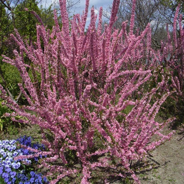 花木 庭木の苗/ニワウメ(庭梅）5号鉢植え