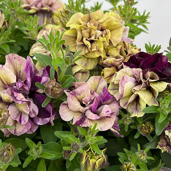 草花の苗/ペチュニア：フレルSPカラー　フロマージュフルール3.5号ポットのサムネイル