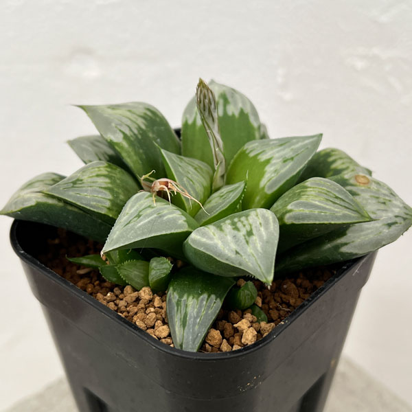 観葉植物/ハオルチア：白夜二グラ（NS2/5） 8cmスクエア鉢