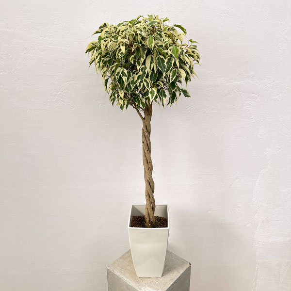 観葉植物/ベンジャミン：スターライトビューティークィーン（ねじり） 6号鉢植え