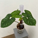 観葉植物/フィロデンドロン:マメイ 5号鉢植え