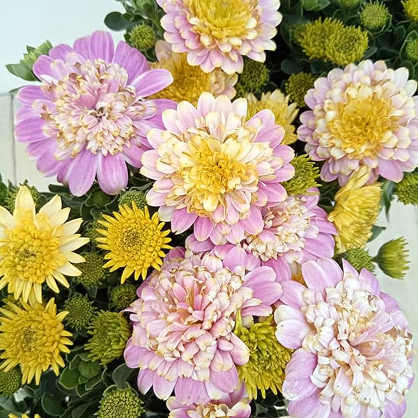 草花の苗/オステオスペルマム：トランスコンチェルト2.5-3号ポットのサムネイル