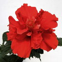 草花の苗/(わけあり特価)ハイビスカス(ニューロングライフ):メデューサ 3.5号ポット