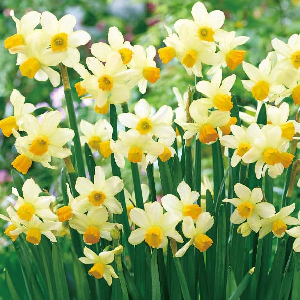 球根/水仙：イートンソング 2球入り