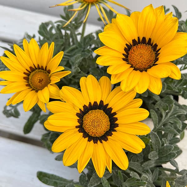 草花の苗/ガザニア：キスイエロー3...