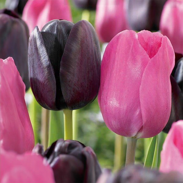 球根/チューリップ：ブラックペア　ブラック＆ピンク4球入り