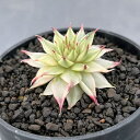 観葉植物/センペルビウム:メッテニー錦 2.5号