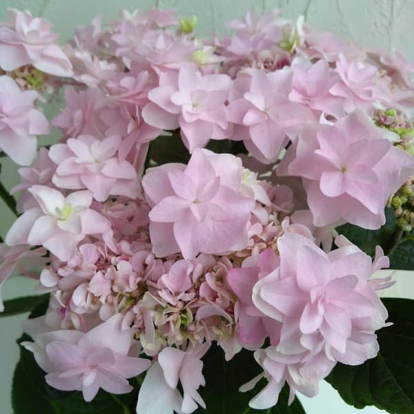 花木 庭木の苗/アジサイ：ウェディングブーケ（ピンク）3.5号ポット