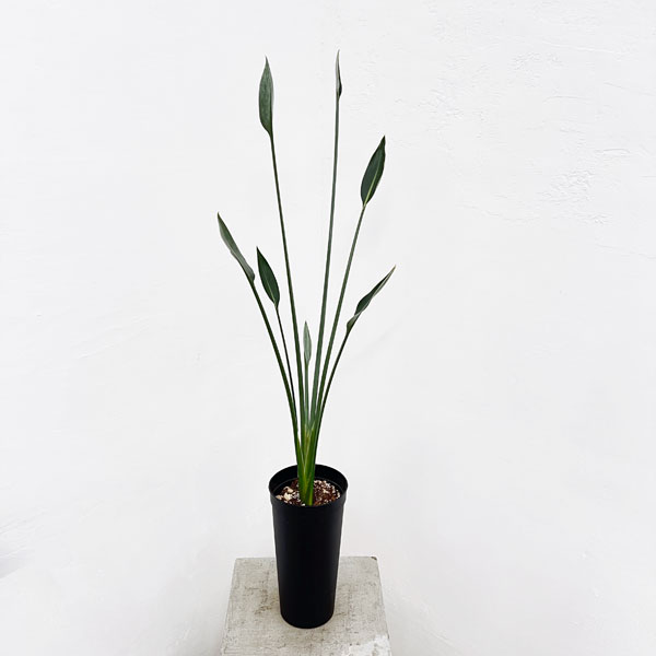楽天市場】ストレリチア ノンリーフ(観葉植物|花・観葉植物 楽天市場】ストレリチア ノンリーフ(観葉植物|花・観葉植物