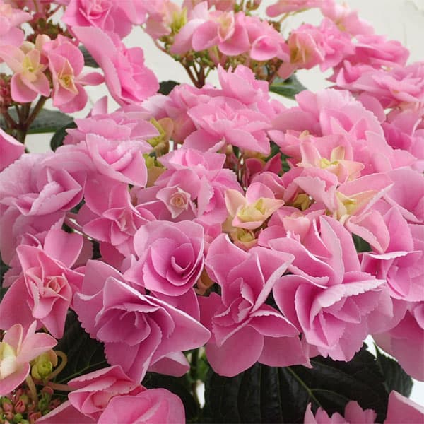 楽天市場】アジサイ フェアリーアイの通販