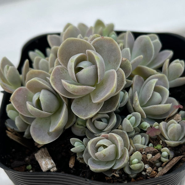 観葉植物/セダム：子持ち蓮華2.5号ポット 4株セットのサムネイル