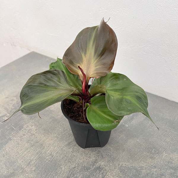 観葉植物/フィロデンドロン：レッドハート 4号