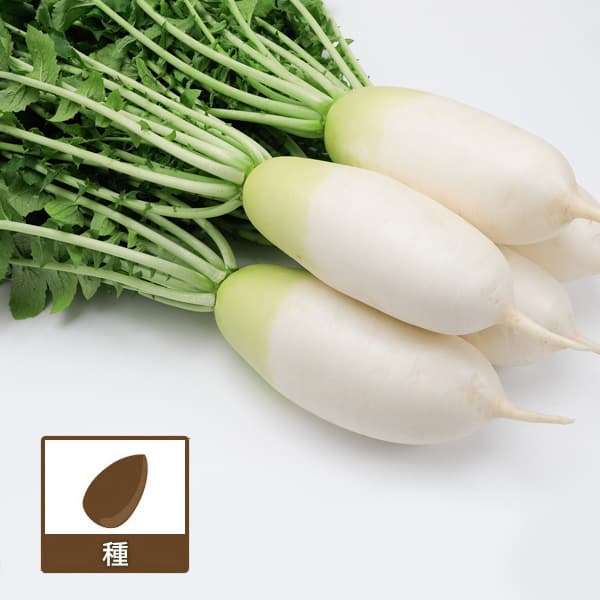 [送料無料](業務用・受注生産品)ダイコン：味短歌 1万粒[野菜タネ]*