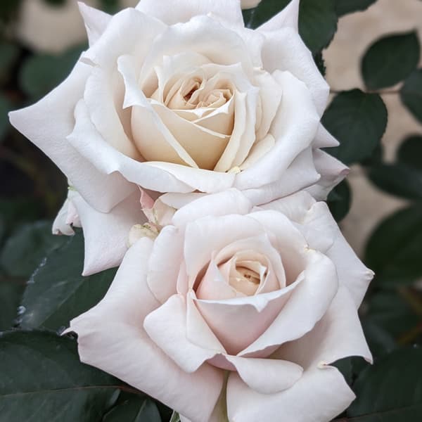 バラの苗/ハイブリッドティー：希成大苗