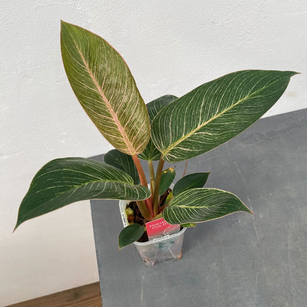 観葉植物/[ザ・ファームセレクト]フィロデンドロン：ピンクバーキン　3.5号ねこチップ×ネガミエル植えのサムネイル