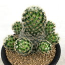 観葉植物/マミラリア:スキディアナギセラエ 3号鉢植え