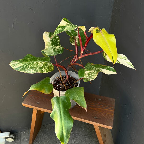 観葉植物/フィロデンドロン：ストロベリーシェイク 5号24-02