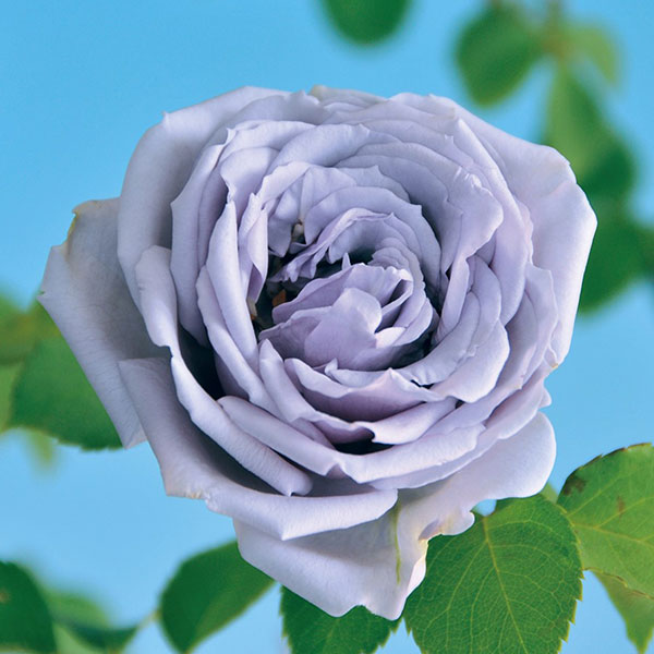 楽天市場】青バラ 苗の通販